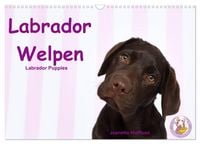 Produktbild: Labrador Welpen - Labrador Puppies (Wandkalender 2026 DIN A3 quer), CALVENDO Monatskalender