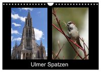 Produktbild: Ulmer Spatzen (Wandkalender 2026 DIN A4 quer), CALVENDO Monatskalender