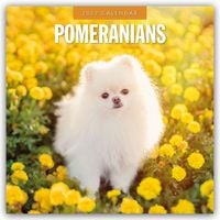 Produktbild: Pomeranians &ndash; Zwergspitz &ndash; Pomeranian Zwergspitz 2027 &ndash; 16-Monatskalender