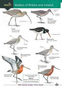 Produktbild: Wader of Britain and Ireland