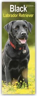 Bild vom Artikel Black Labrador Retriever - Schwarze Labrador Retriever 2024 vom Autor Avonside Publisher Ltd