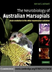 Produktbild: Neurobiology of Australian Marsupials