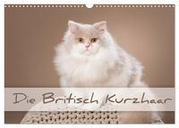 Produktbild: Die Britisch Kurzhaar (Wandkalender 2026 DIN A3 quer), CALVENDO Monatskalender