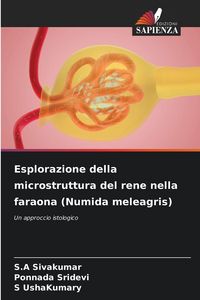Produktbild: Esplorazione della microstruttura del rene nella faraona (Numida meleagris)