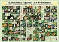 Produktbild: Europ&auml;ische Tagfalter und ihre Raupen