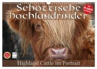Produktbild: Schottische Hochlandrinder - Highland Cattle im Portrait (Wandkalender 2026 DIN A3 quer), CALVENDO Monatskalender