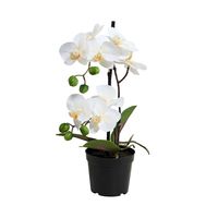 Bild vom Artikel BUTLERS FLORISTA Orchidee im Topf Höhe 35cm vom Autor 