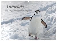Produktbild: Antarktis, die eisige Heimat der Pinguine (Wandkalender 2026 DIN A2 quer), CALVENDO Monatskalender
