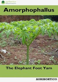 Produktbild: Amorphophallus: The Elephant Foot Yam
