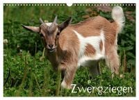 Produktbild: Zwergziegen (Wandkalender 2026 DIN A3 quer), CALVENDO Monatskalender