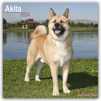 Bild vom Artikel Akitas 2024 - 16-Monatskalender vom Autor Avonside Publishing Ltd.