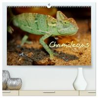 Produktbild: Cham&auml;leons (hochwertiger Premium Wandkalender 2026 DIN A2 quer), Kunstdruck in Hochglanz