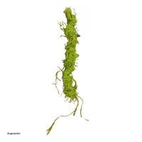 Produktbild: HTI-Living Moos Girlande 110 cm Kunstpflanze Flora Moos Girlande 110 cm Kunstpflanze Flora