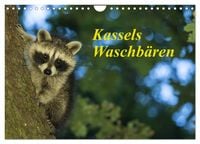Produktbild: Kassels Waschb&auml;ren (Wandkalender 2026 DIN A4 quer), CALVENDO Monatskalender