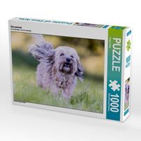 Produktbild: CALVENDO Puzzle Havaneser | 1000 Teile Lege-Gr&ouml;&szlig;e 64x48cm Foto-Puzzle f&uuml;r gl&uuml;ckliche Stunden