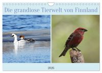 Produktbild: Die grandiose Tierwelt von Finnland (Wandkalender 2026 DIN A4 quer), CALVENDO Monatskalender