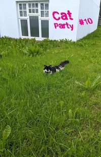 Produktbild: Cat Party #10
