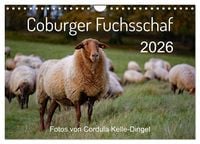 Produktbild: Coburger Fuchsschaf (Wandkalender 2026 DIN A4 quer), CALVENDO Monatskalender
