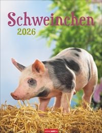 Produktbild Schweinchen Kalender 2026