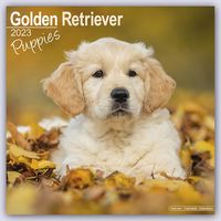 Bild vom Artikel Golden Retriever Puppies - Golden Retriever-Welpen 2023 - 16-Monatskalender vom Autor Avonside Publishing Ltd