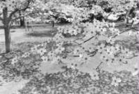Produktbild: Cherry Blossom Time in Jap