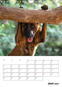 Dogs - funny moments Schräge Hunde in komischen Situationen (Wandkalender 2023 DIN A4 hoch)