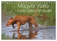 Produktbild: Magyar Vizsla - pure Lebensfreude (Tischkalender 2026 DIN A5 quer), CALVENDO Monatskalender