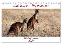 Produktbild: Wildlife Australien (Tischkalender 2027 DIN A5 quer), CALVENDO Monatskalender