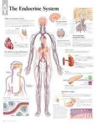 Produktbild: Endocrine System Paper Poster