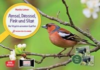 Produktbild: Amsel, Drossel, Fink und Star. Die V&ouml;gel in unserem Garten. Kamishibai Bildkarten und Memo-Spiel