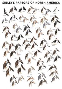 Produktbild: Sibleys Raptors Of North Amer