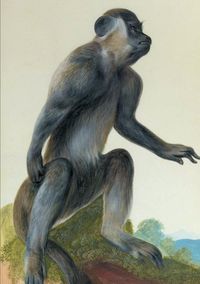 Bild vom Artikel Carnet Ligné, Macaque vom Autor Aubriet-C