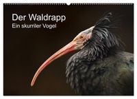 Produktbild: Der Waldrapp - Ein skurriler Vogel (Wandkalender 2027 DIN A2 quer), CALVENDO Monatskalender