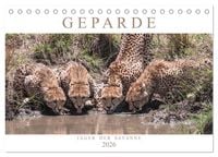 Produktbild: Geparde - J&auml;ger der Savanne (Tischkalender 2026 DIN A5 quer), CALVENDO Monatskalender