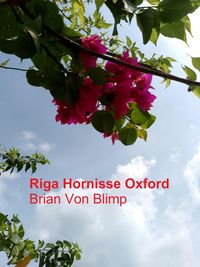 Produktbild: Riga Hornisse Oxford
