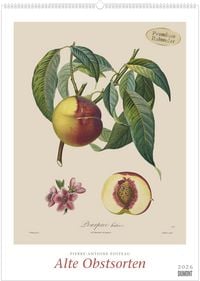 Produktbild: Pierre Antoine Poiteau: Alte Obstsorten 2026 – DUMONT Kunst-Kalender – Poster-Format 50 x 70 cm