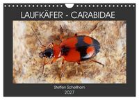 Produktbild: LAUFK&Auml;FER - CARABIDAE (Wandkalender 2027 DIN A4 quer), CALVENDO Monatskalender