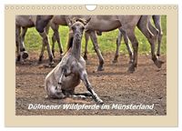 Produktbild: D&uuml;lmener Wildpferde im M&uuml;nsterland (Wandkalender 2027 DIN A4 quer), CALVENDO Monatskalender