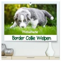 Produktbild: Pfotastische Border Collie Welpen (hochwertiger Premium Wandkalender 2026 DIN A2 quer), Kunstdruck in Hochglanz