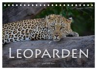 Produktbild: Leoparden - gro&szlig; und klein (Tischkalender 2026 DIN A5 quer), CALVENDO Monatskalender