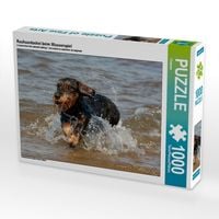 Produktbild: CALVENDO Puzzle Rauhaardackel beim Wasserspiel | 1000 Teile Lege-Gr&ouml;&szlig;e 64x48cm Foto-Puzzle f&uuml;r gl&uuml;ckliche Stunden