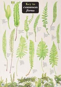 Produktbild: Key to Common Ferns