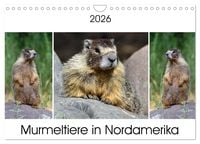 Produktbild: Murmeltiere in Nordamerika (Wandkalender 2026 DIN A4 quer), CALVENDO Monatskalender
