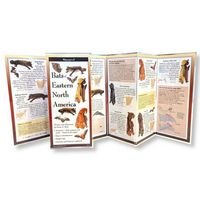 Produktbild: Bats of Eastern North America