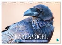 Produktbild: Rabenv&ouml;gel: Schwarz, schlau, sch&ouml;n (Wandkalender 2026 DIN A4 quer), CALVENDO Monatskalender