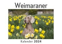 Produktbild: Weimaraner (Wandkalender 2024, Kalender DIN A4 quer, Monatskalender im Querformat mit Kalendarium, Das perfekte Geschenk)