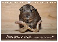 Produktbild: Meerschweinchen - Kleine s&uuml;&szlig;e Fellnasen (Wandkalender 2026 DIN A4 quer), CALVENDO Monatskalender