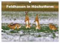 Produktbild: Feldhasen in H&ouml;chstform (Wandkalender 2026 DIN A3 quer), CALVENDO Monatskalender