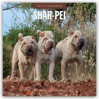 Produktbild: Shar-Pei &ndash; Chinesischer Faltenhund 2027 &ndash; 16-Monatskalender