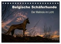 Produktbild: Belgische Sch&auml;ferhunde - Der Malinois im Licht (Tischkalender 2026 DIN A5 quer), CALVENDO Monatskalender